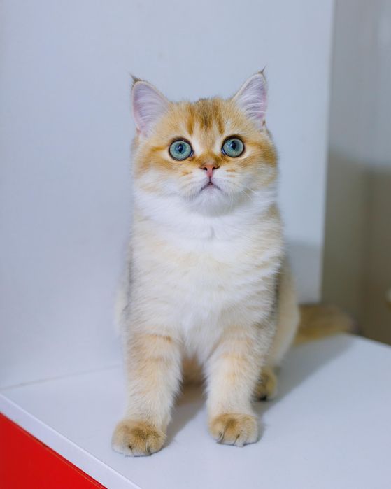 Британские подрощенные золотые котята