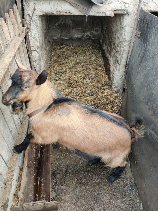 Vând țap rasa alpina franceza