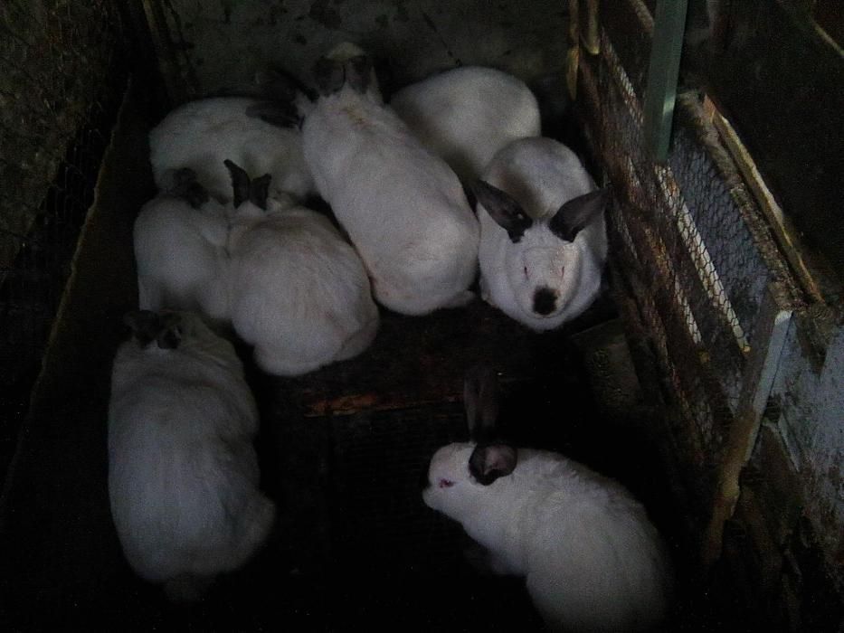 Продавам зайци от различни породи