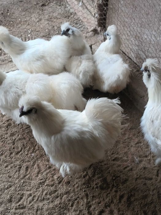 Matase japoneza si mii de flori