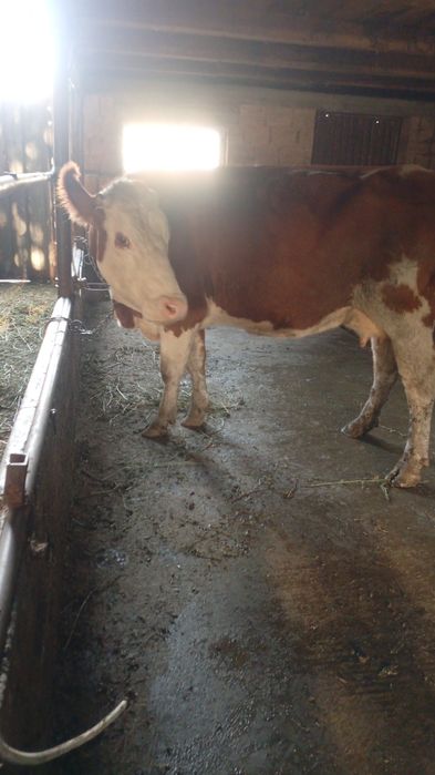 Disponibila vaca pentru abator