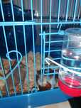 Donez pui de hamsteri