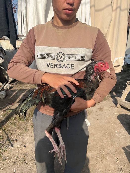 Петууххххххххххх