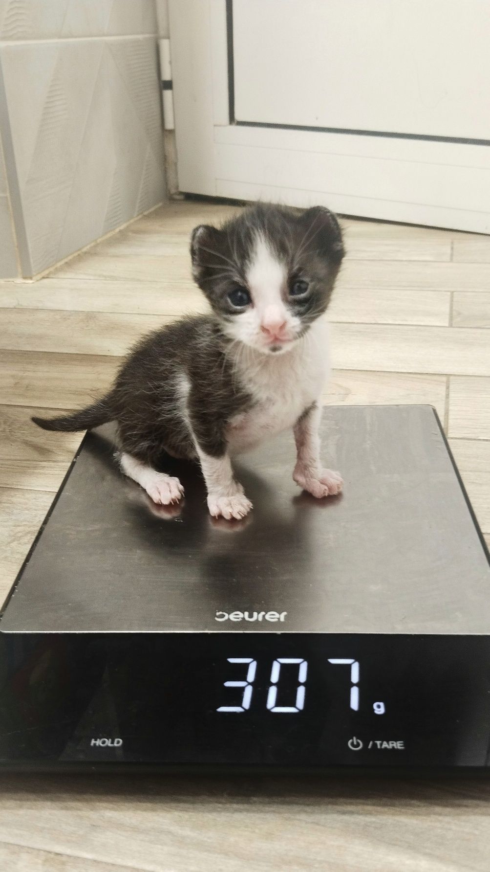 Малко коте търси дом