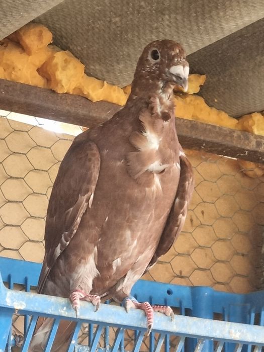 Porumbei rosii de Bucuresti