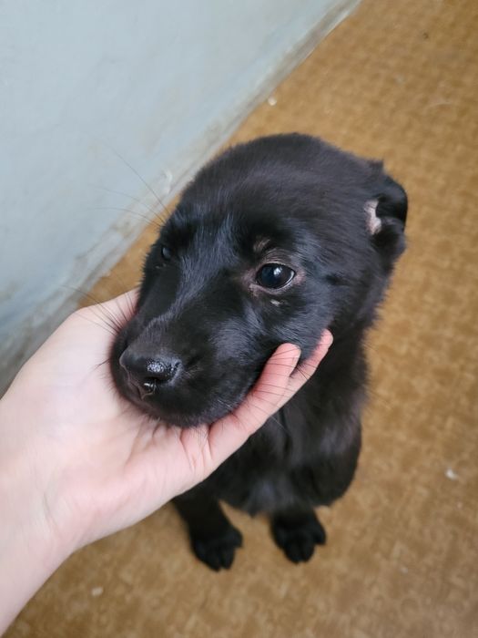 donez cățeluși 3 luni