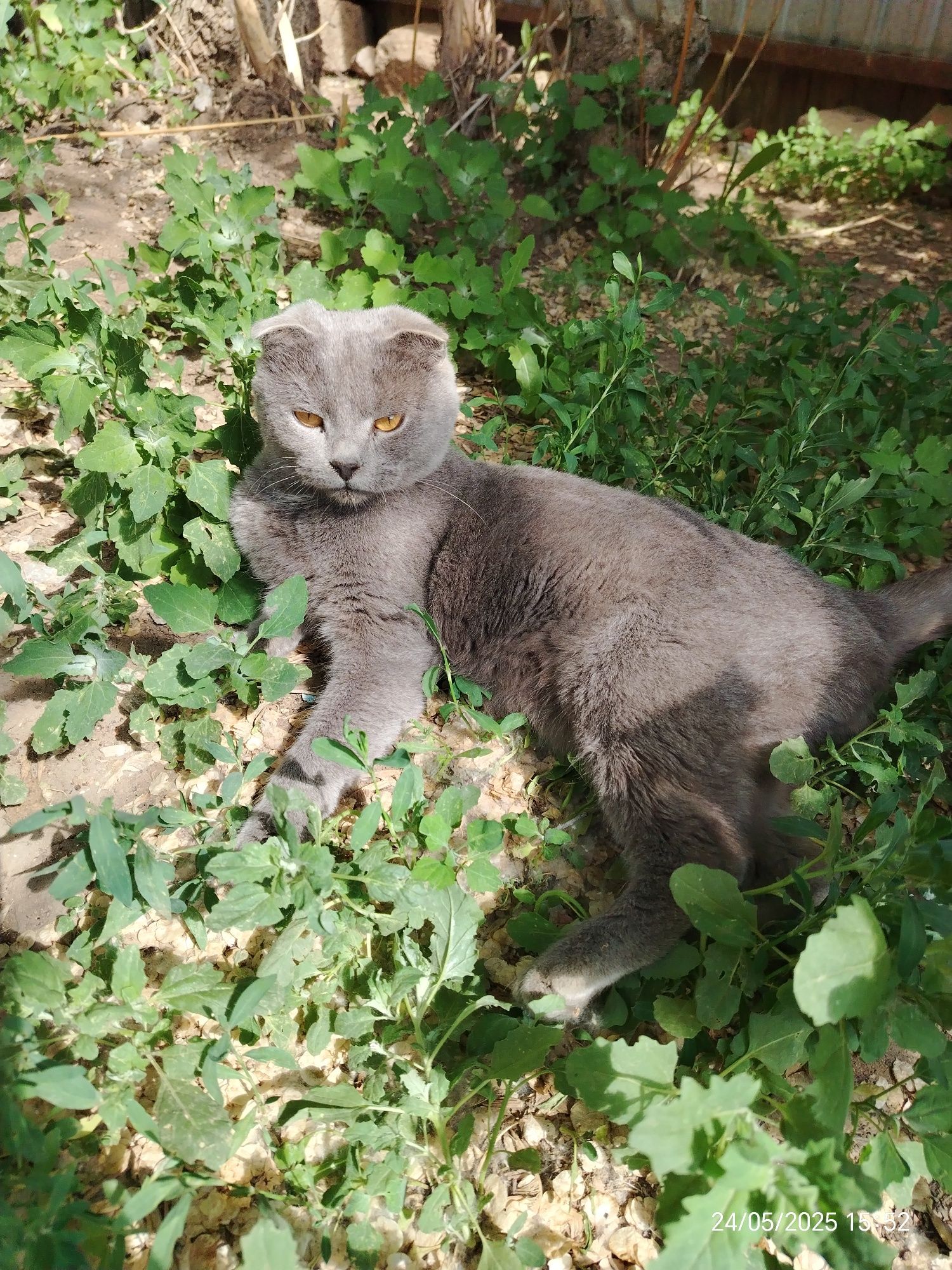 Кошечка вислоухая шотландка ищет дом и любящую семью.