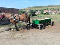 Vand iapa forte cumint cu carut cu ham