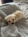 Bichon maltez.