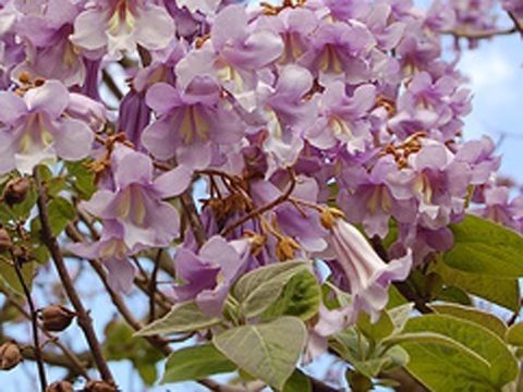 Paulownia Tomentosa (Arborele Printesei )