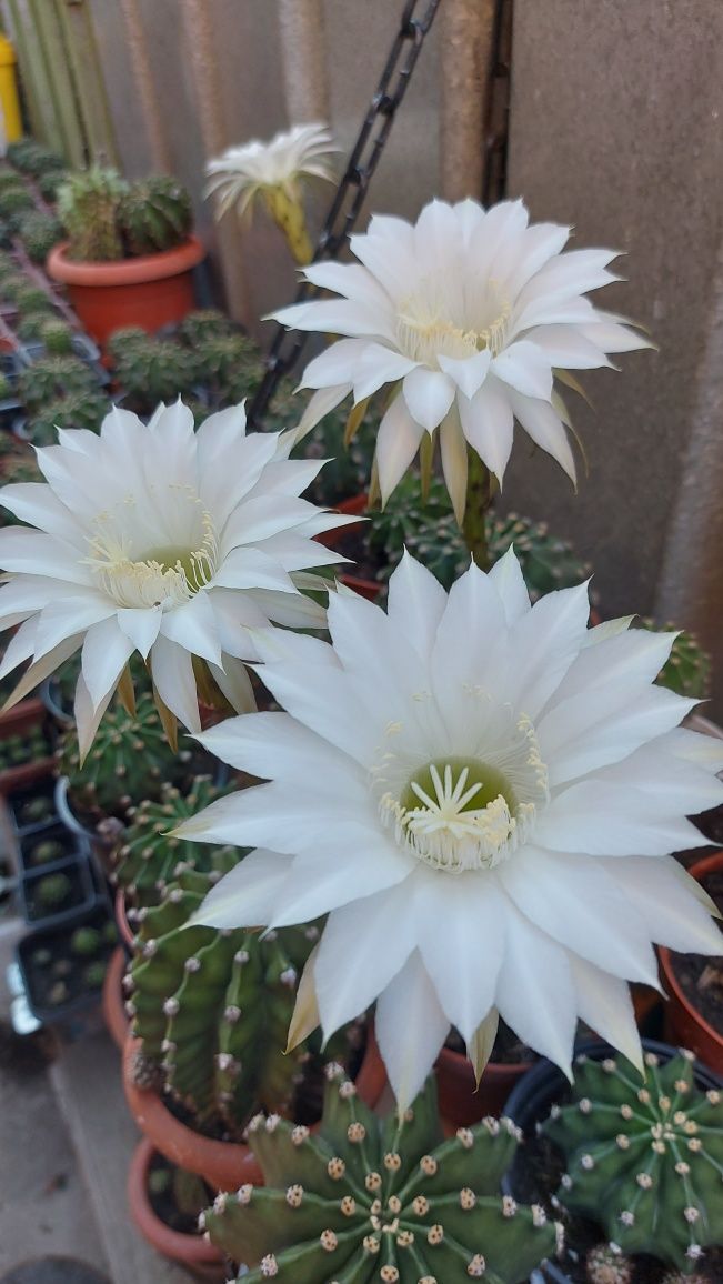 Cactus echinopsis cu florile albe și roze