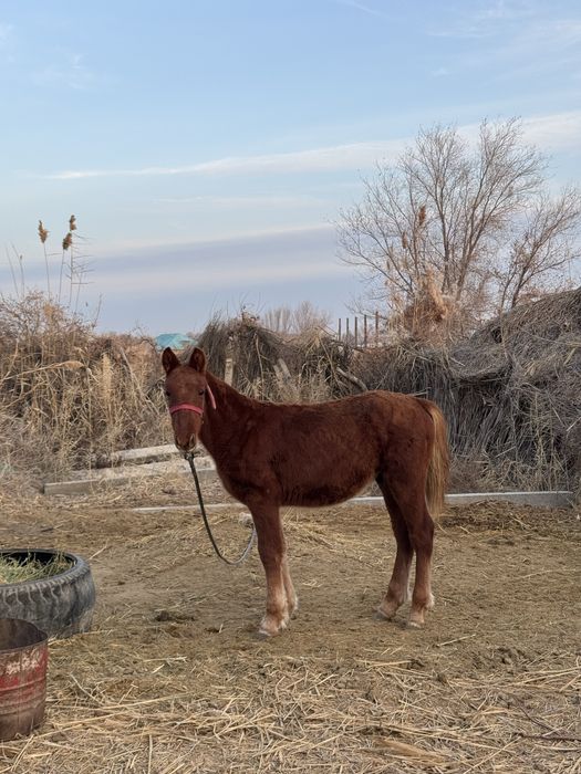 Тай сатылады.
