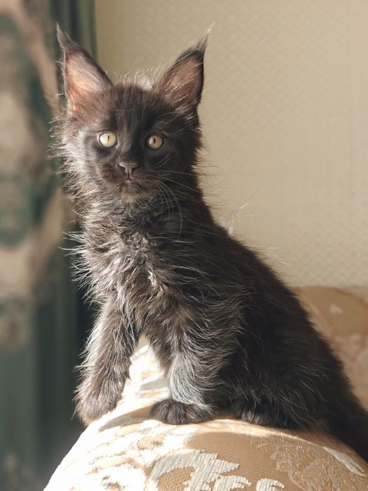 Котята Мейн-Куны