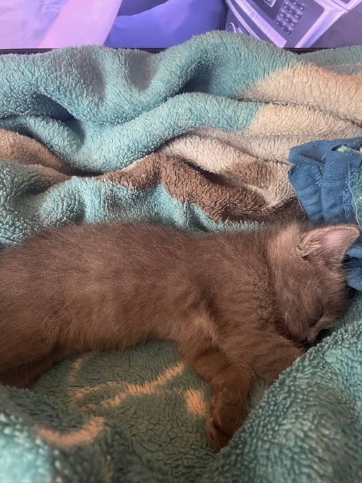 Отдам кошку связи с переездом