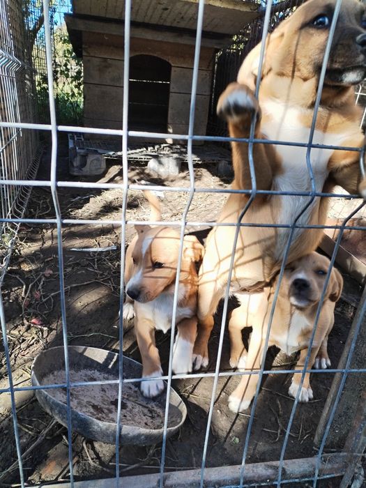 Ofer spre adopție 3 cățelușe!