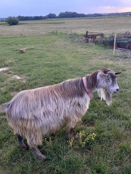 Tap de vânzare!!!  fac și  schimb cu o iada de anul asta