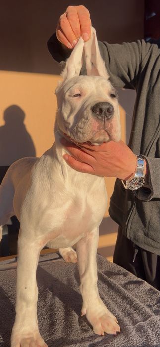 Femela Dog Argentinian