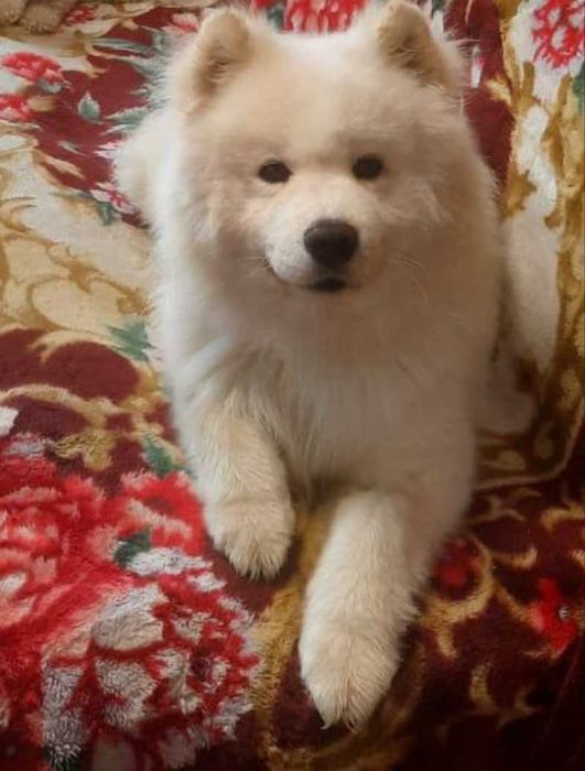 Щенок САМОЕДСКОЙ собаки