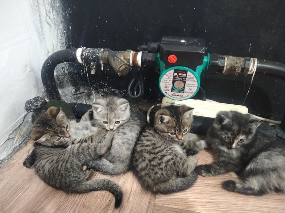 Отдам даром катенок