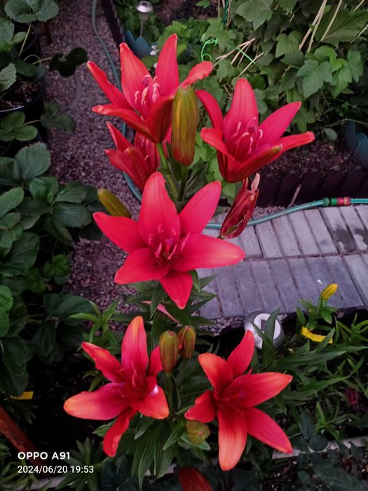 Лилии садовая ...