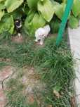 Catei bichon maltez