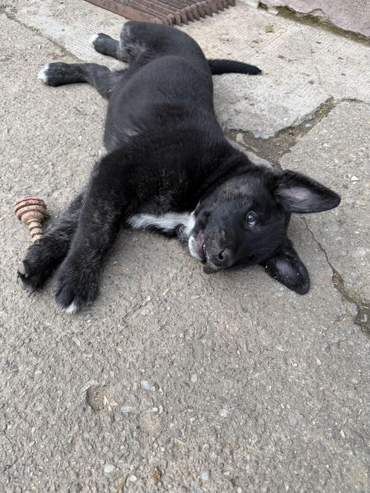 Donez doi caței, mama labrador cu brak german, tată necunoscut
