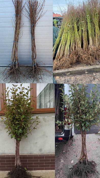 Pomi fructiferi și plante ornamentale