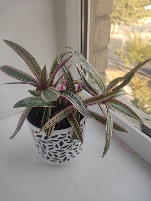 Традескансия красивое растение