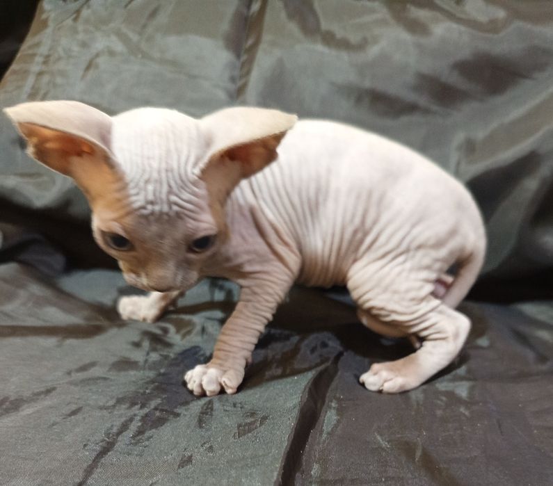 Канадский сфинкс 40 дней