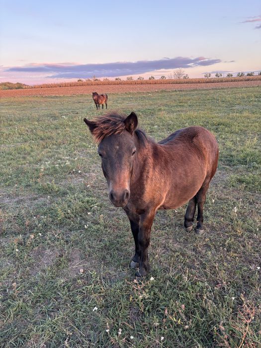 Vând Armăsar (ponei) 6 luni