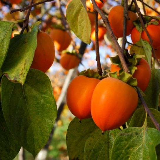 KAKI la Ghiveci (Disponibile toate Soiurile )