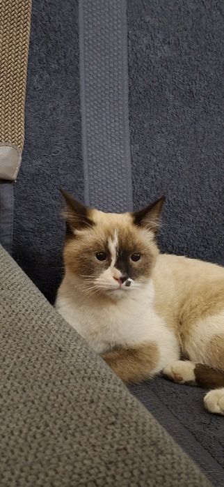 В хорошие добрые руки