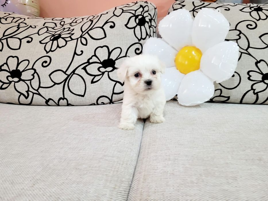 Bichon maltez toy