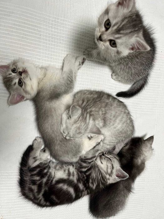 Котета - британски късокосмести