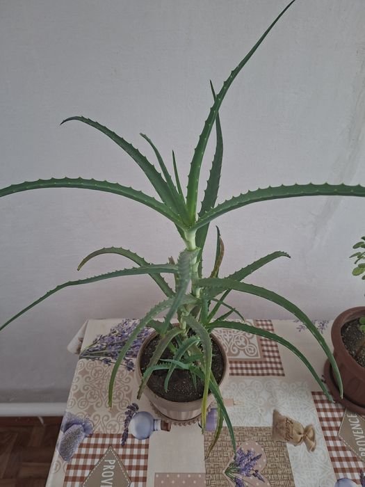Продам алое в горшке