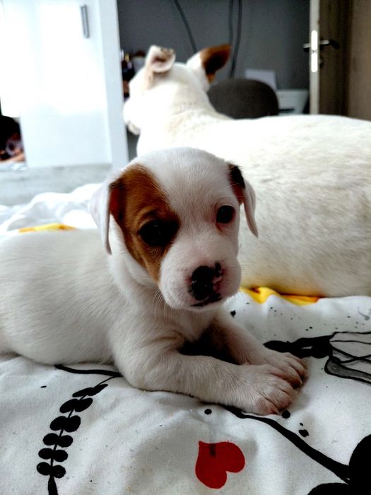 Продавам Джак ръсел териер