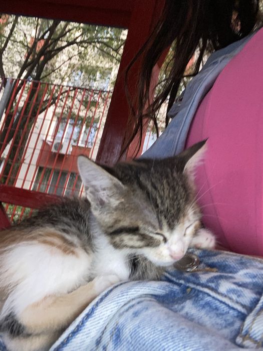 Pisica spre adoptieeeeeeeeeeeeeeeeeee