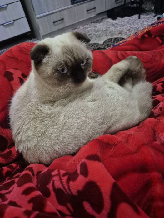 Вязка бесплатно.    Vyazka qilish tekin.