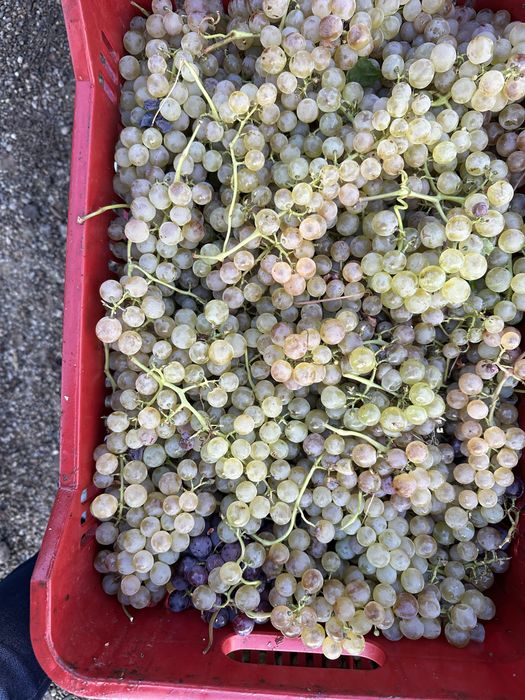 Struguri pentru vin