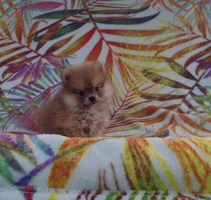 Померан померани