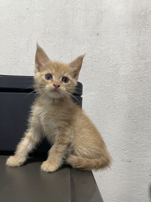 Котята от Мейнкуна