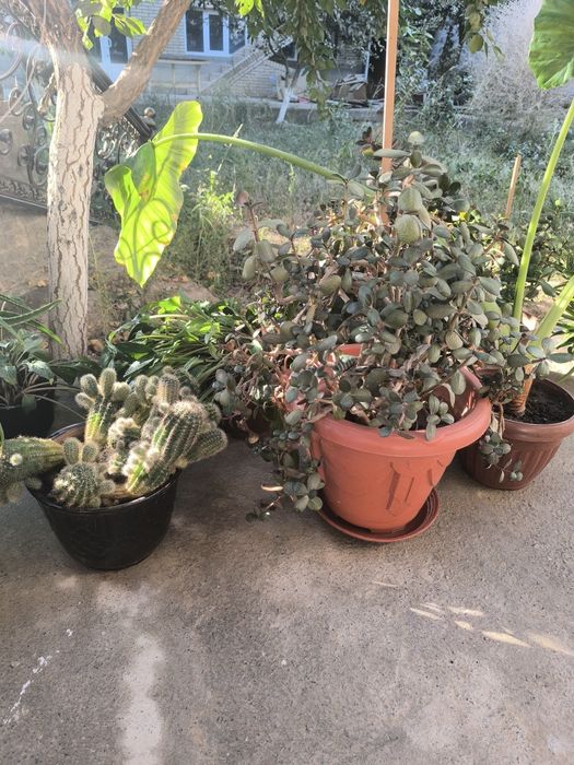 Aloe va boshqa gullar