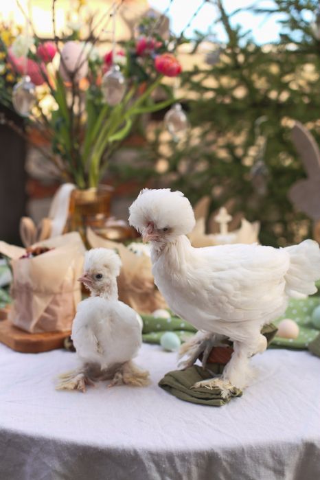 Продам семью кур Турецкие султанки