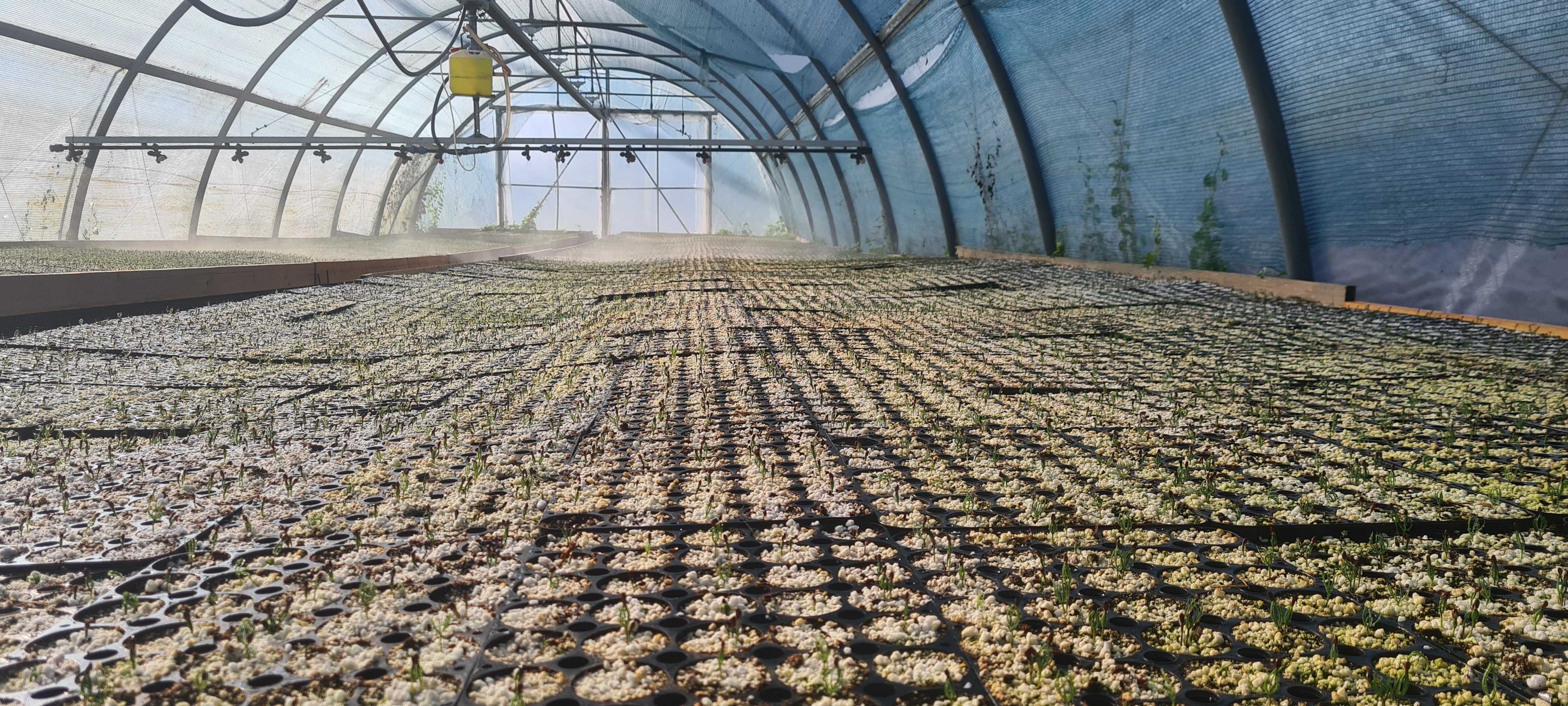 Solar profesional ST 6 TIP TUNEL