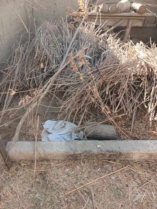 Tandirga oʻtin sotiladi