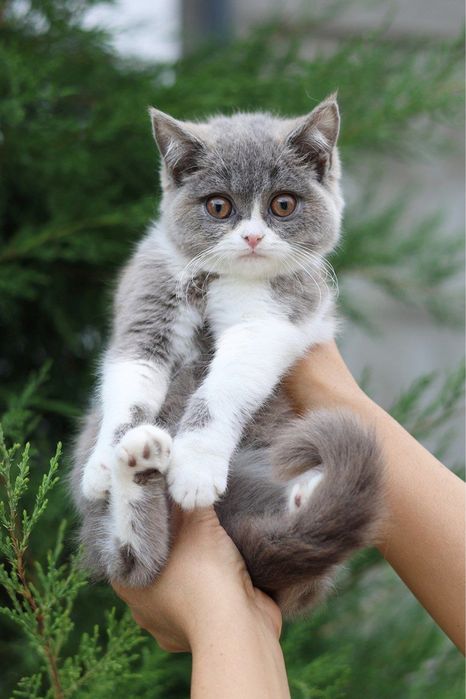Продаются британские котята