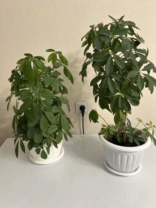 Продам цветок шефлера