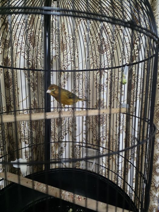 Кнарейка красное дерево