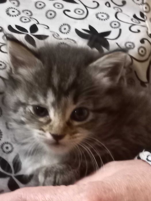 котята бесплатно в хорошие руки