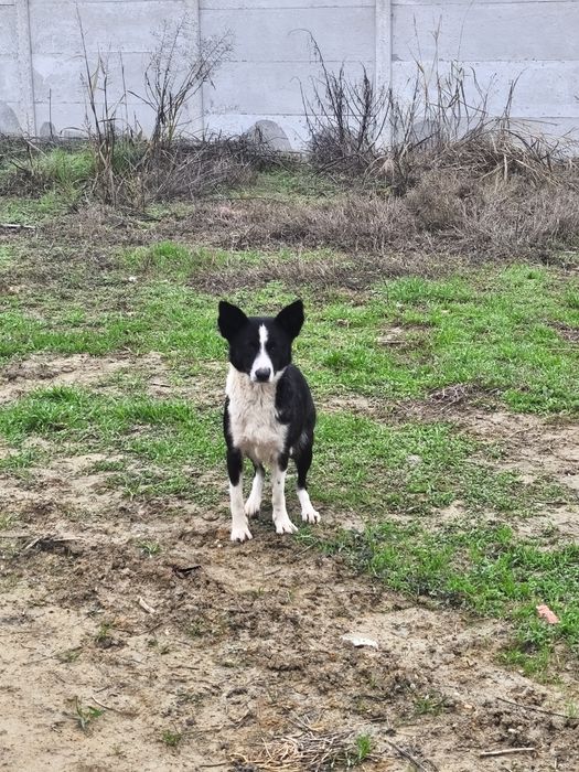 Dau aceasta cățelușe la adopție